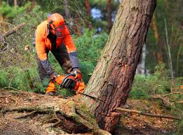 How Our Tree Care Process Works  in  West Slope, OR