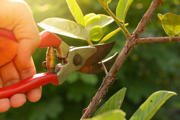 West Slope, OR Tree Services Company